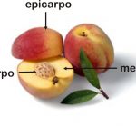 Partes do Pêssego