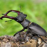 Besouro Cervo Voador