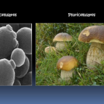 Fungos Unicelulares e Pluricelulares