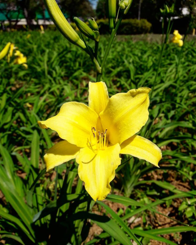 Lírio Amarelo no Canteiro
