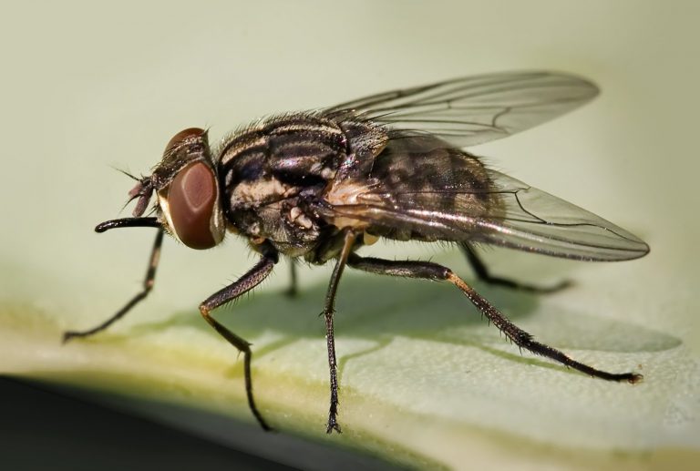 Mosca Doméstica Fotografada de Perto