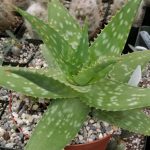 Aloe maculata 4
