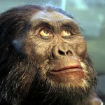 Australopithecines