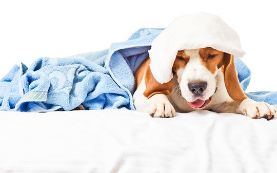 Cachorro Com Traqueíte Canina