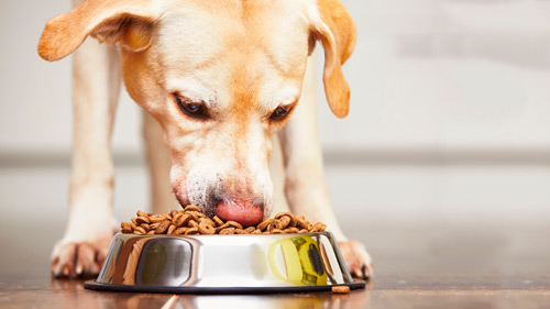 Cachorro Comendo Ração de Qualidade