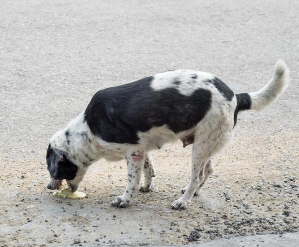Cachorro Vomitando Amarelo