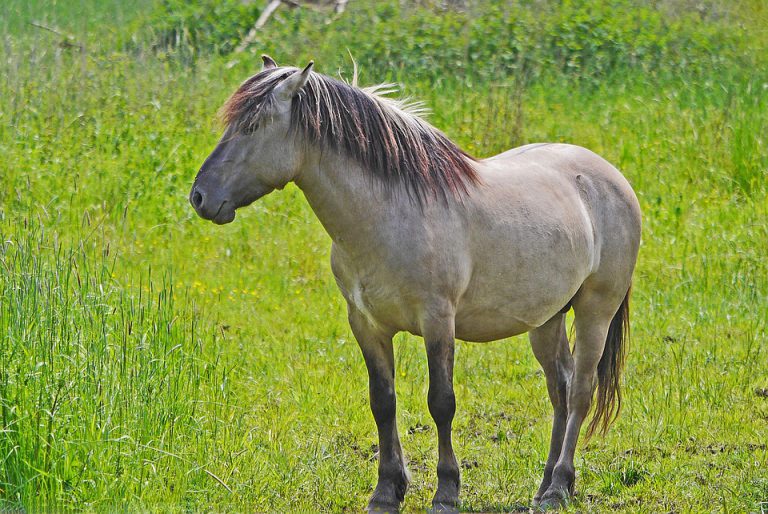 Cavalo Konik