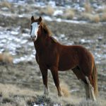 Cavalo Mustang na Montanha