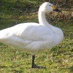 Cisne-Pequeno