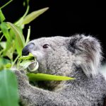 Coala Comendo Bambu
