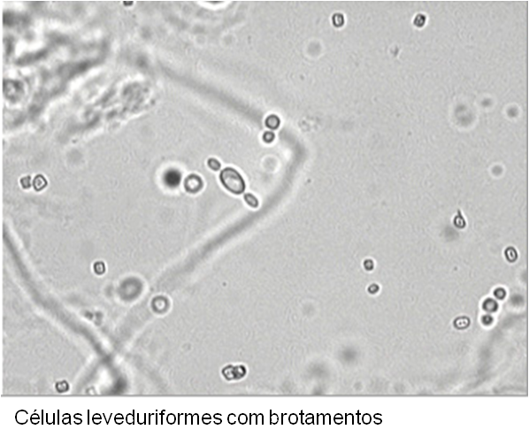 Células Leveduriformes