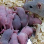 Filhotes de Rato