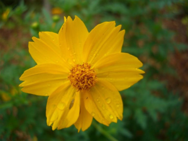 Flor Coreópsis