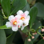 Flores de Clusia