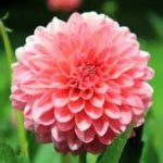 Foto da Flor Dália Peony-Florescido Vermelha