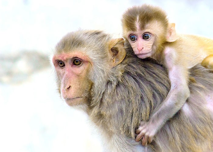 Macaco Junto Com Seu Filhote