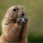 Marmotas