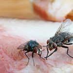 Mosca Doméstica no Alimento