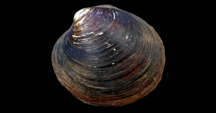 Quahog do Oceano