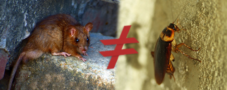 Rato e Barata