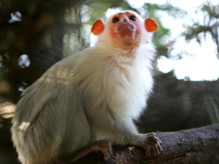 Sagui-Branco Em Cima da Árvore