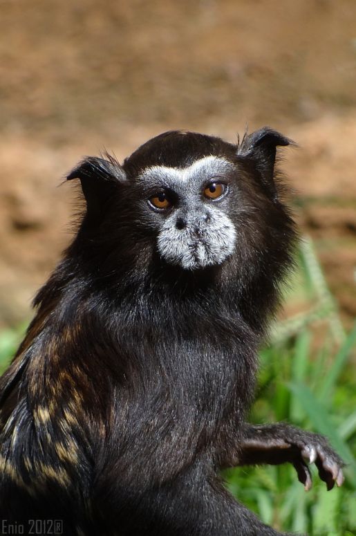 Sagui-de-Cara-Suja