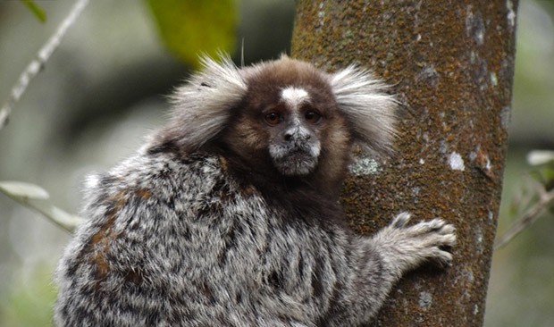Sagui-de-Santarém