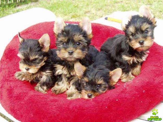 Silky Terrier - Filhotes