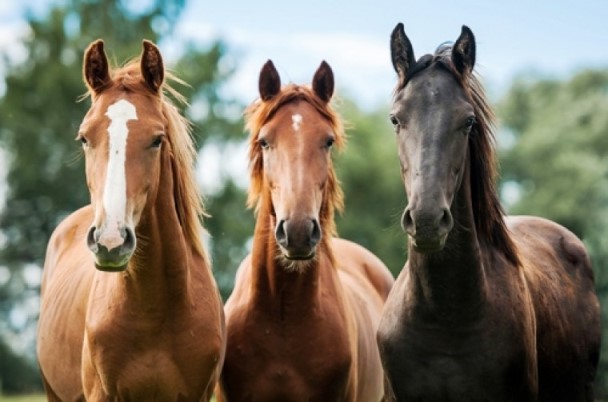 Três Cavalos Puro Sangue Inglês
