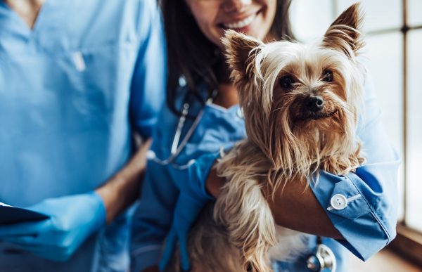 Yorkshire no Veterinário
