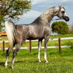 Cavalo Puro Sangue Árabe Rajado