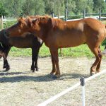 Porte Físico do Cavalo Finlandês