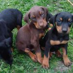 Três Filhotes de Doberman