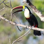 Tucano-De-Peito-Branco