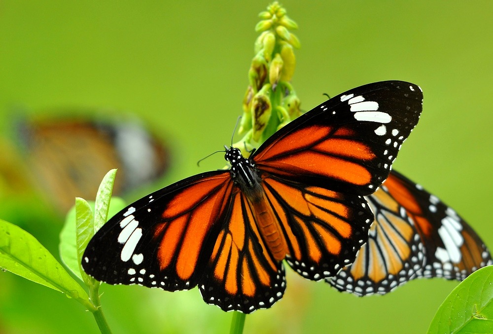 Ficha Técnica Da Borboleta: Peso, Altura, Tamanho E Imagens