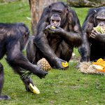 Chimpanzés se Alimentando