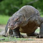 Dragões-De-Komodo Com a Língua de Fora