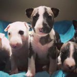 Filhotes de Bull Terrier
