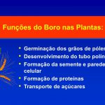 Funções do Boro nas Plantas