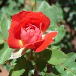 Gardênia Vermelha