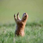 Marmota de Pé Com as Mãos Para o Alto