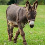 O temperamento do burro