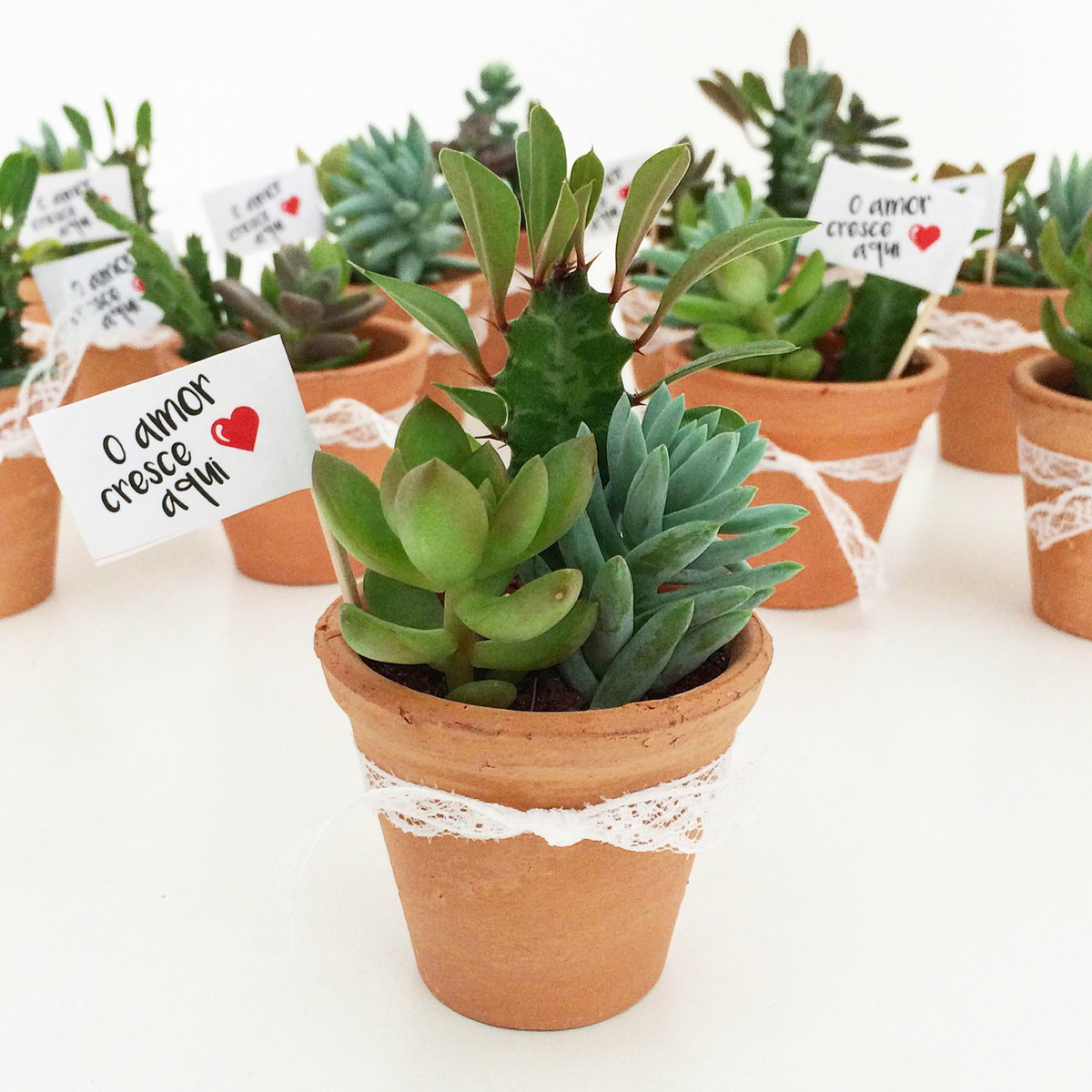 Quanto Tempo Leva Para Nascer uma Suculenta?