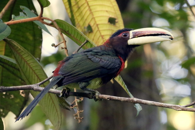 Araçari-de-Bico-de-Marfim: Características, Habitat e Nome Científico