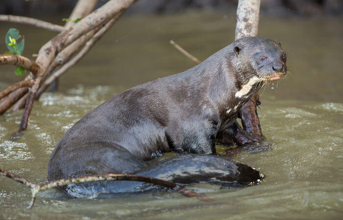 A Ariranha Está Em Extinção? E Qual Seu Habitat?