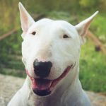 Bull Terrier Branco