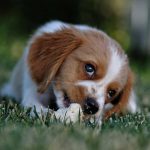 Cachorro com Olhar Meigo