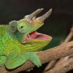 Camaleão-De-Três-Chifres