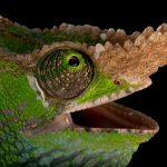 Camaleão Kinyongia Olhos