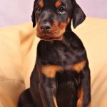 Filhote de Doberman